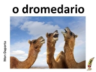 O dromedario